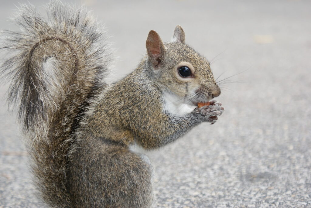 squirrel eating an acorn like a boss